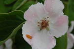 Malus domestica 'Gala'